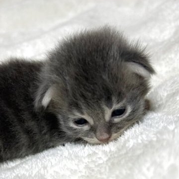 サイベリアン【茨城県・男の子・2025年9月11日・ブルー】の写真「つぶらな瞳のブルーちゃん」