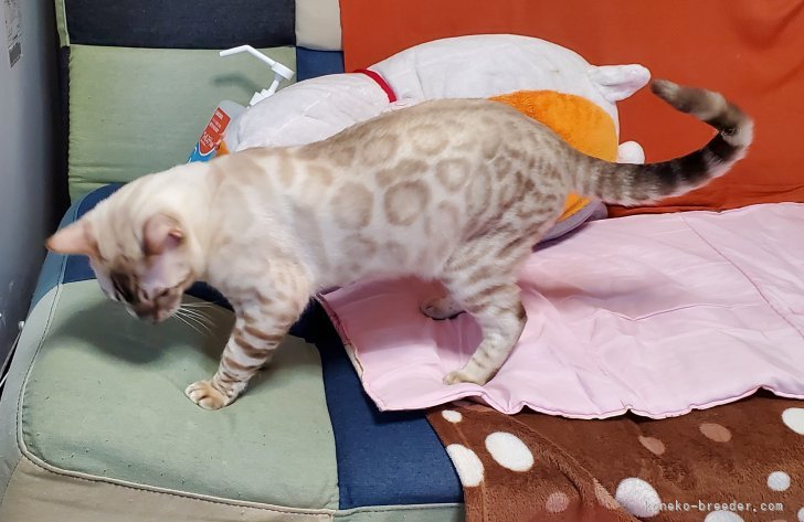 シールスポテッドリンクスタビーポイントキュンキュンちゃん🥰｜緒方　博(おがた　ひろし)ブリーダー(埼玉県・ベンガル・ECC登録)の紹介写真4