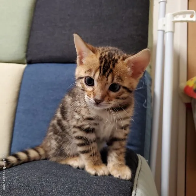 ID:2106-02831の子猫