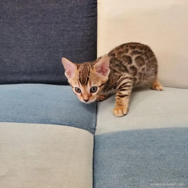 ID：2303-00979の子猫