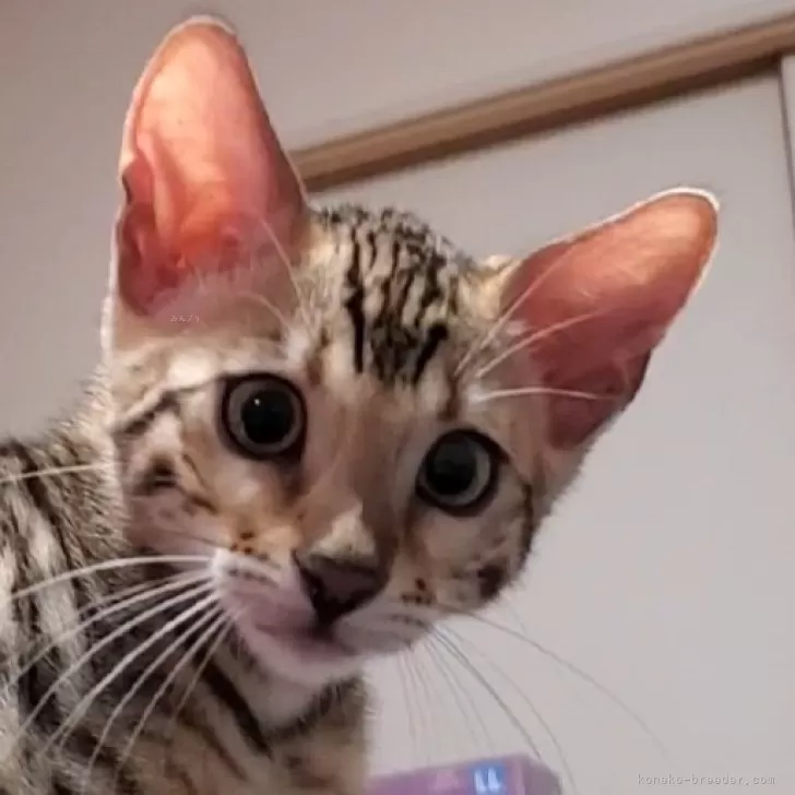 K.K 様のお迎えした子猫