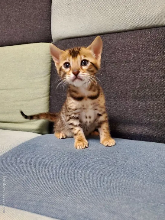 ID:2101-00038の子猫