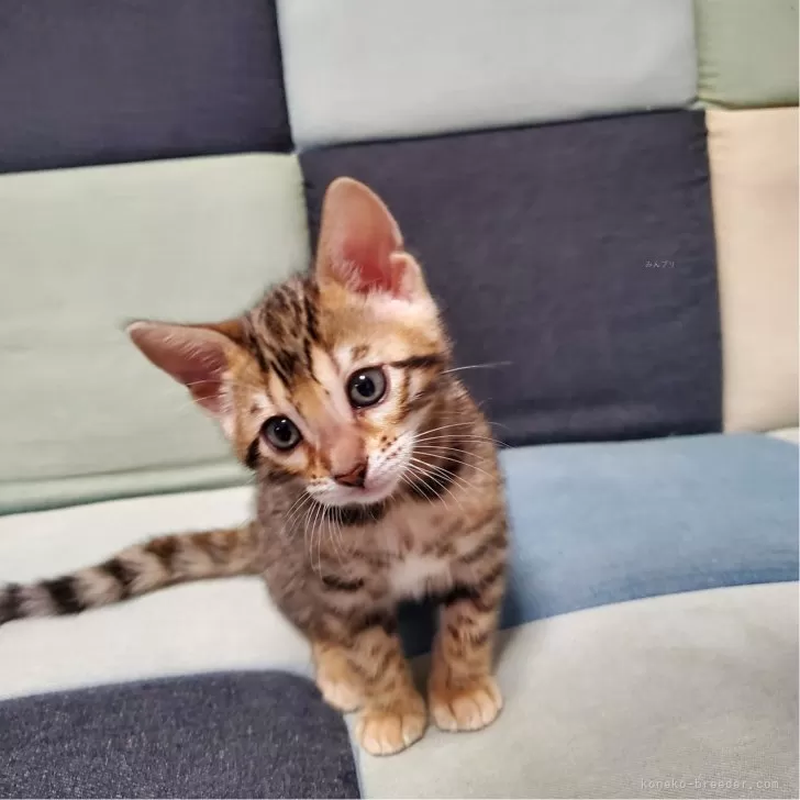 ID：2403-02076の子猫