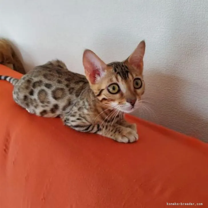 ID：2208-02853の子猫