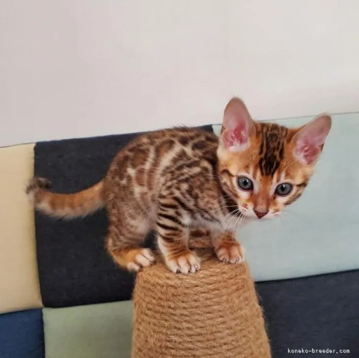 ID：2303-00985の子猫