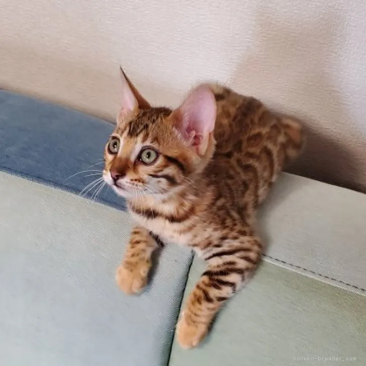 H.Y 様のお迎えした子猫