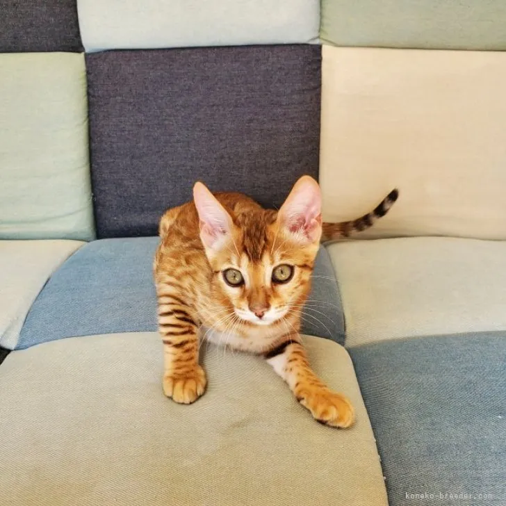 ID:2311-01688の子猫