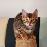 ベンガル【埼玉県・男の子・2023年1月21日・ブラウンスポテッドタビー(ロゼット)】の写真1「凛々しい顔立ちポーズの長男ちゃん🤗3月11日撮影」