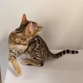 ベンガル【埼玉県・男の子・2025年6月14日・ブラウンスポテッドタビー『ロゼット』】の写真10