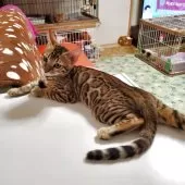 ベンガル【埼玉県・女の子・2025年5月4日・ブラウンスポテッドタビー】の写真2「模様が上がってきました」