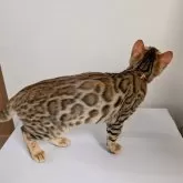 ベンガル【埼玉県・男の子・2025年6月14日・ブラウンスポテッドタビー『ロゼット』】の写真11