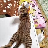 ベンガル【埼玉県・女の子・2025年5月4日・ブラウンスポテッドタビー】の写真12