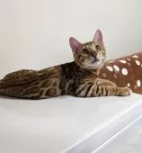 ベンガル【埼玉県・男の子・2025年6月14日・ブラウンスポテッドタビー『ロゼット』】の写真13