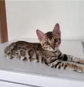 ベンガル【埼玉県・女の子・2025年5月4日・ブラウンスポテッドタビー】の写真13