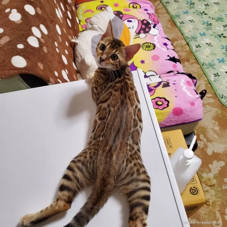 ID:2506-03346の子猫