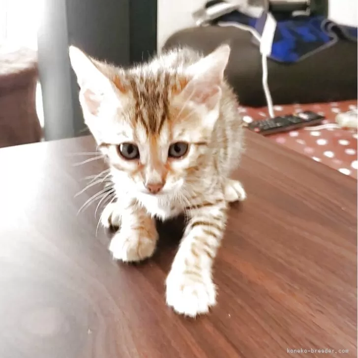 ID：2508-00207の子猫