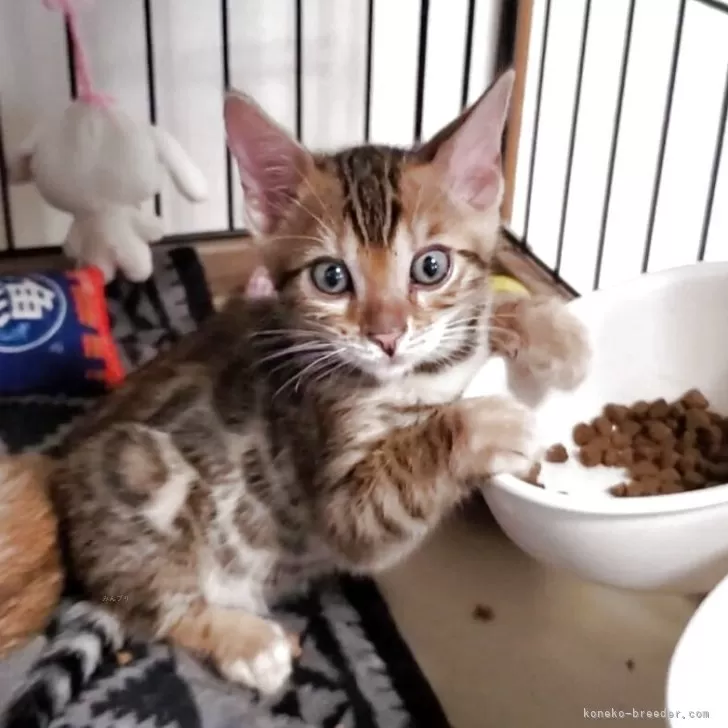ID:2506-02996の子猫