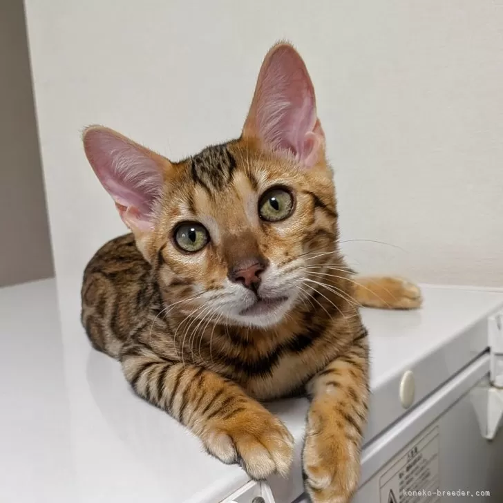 ベンガル【埼玉県・男の子・2025年6月14日・ブラウンスポテッドタビー『ロゼット』】の写真1「✨️✨️✨️艶々のキラキラちゃん😍」