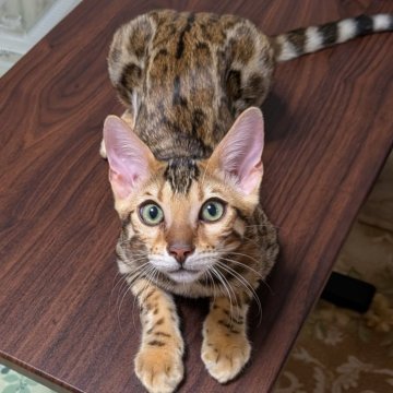 ベンガル【埼玉県・男の子・2025年6月14日・ブラウンスポテッドタビー『ロゼット』（✨キラキラ男子ちゃん）】の写真「✨艶々キラキラちゃん🥰」