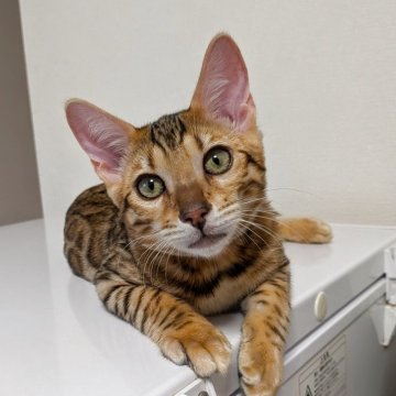 ベンガル【埼玉県・男の子・2025年6月14日・ブラウンスポテッドタビー『ロゼット』（✨キラキラ男子ちゃん）】の写真「✨艶々キラキラちゃん🥰」