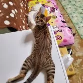 ベンガル