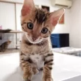 ベンガル