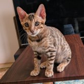 ベンガル