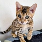 ベンガル