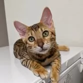 ベンガル
