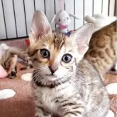 ベンガル