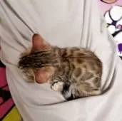 ベンガル【埼玉県・男の子・2025年6月14日・ブラウンスポテッドタビー『ロゼット』】の写真3