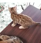 ベンガル【埼玉県・女の子・2025年6月14日・ブラウンスポテッドタビー】の写真3