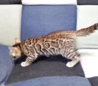 ベンガル【埼玉県・女の子・2025年5月4日・ブラウンスポテッドタビー】の写真5