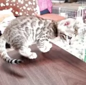 ベンガル【埼玉県・女の子・2025年6月14日・ブラウンスポテッドタビー】の写真4