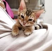 ベンガル【埼玉県・男の子・2025年6月14日・ブラウンスポテッドタビー『ロゼット』】の写真4「おねむ😴」