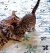 ベンガル【埼玉県・女の子・2025年5月4日・ブラウンスポテッドタビー】の写真6