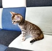 ベンガル【埼玉県・女の子・2025年5月4日・ブラウンスポテッドタビー】の写真7