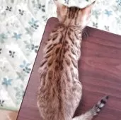 ベンガル【埼玉県・女の子・2025年6月14日・ブラウンスポテッドタビー】の写真6