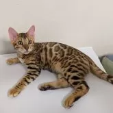 ベンガル【埼玉県・男の子・2025年6月14日・ブラウンスポテッドタビー『ロゼット』】の写真6