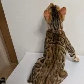 ベンガル【埼玉県・男の子・2025年6月14日・ブラウンスポテッドタビー『ロゼット』】の写真8