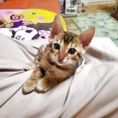 ベンガル【埼玉県・男の子・2025年6月14日・ブラウンスポテッドタビー『ロゼット』】の写真8