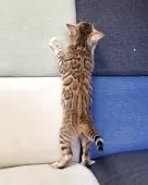 ベンガル【埼玉県・女の子・2025年5月4日・ブラウンスポテッドタビー】の写真10