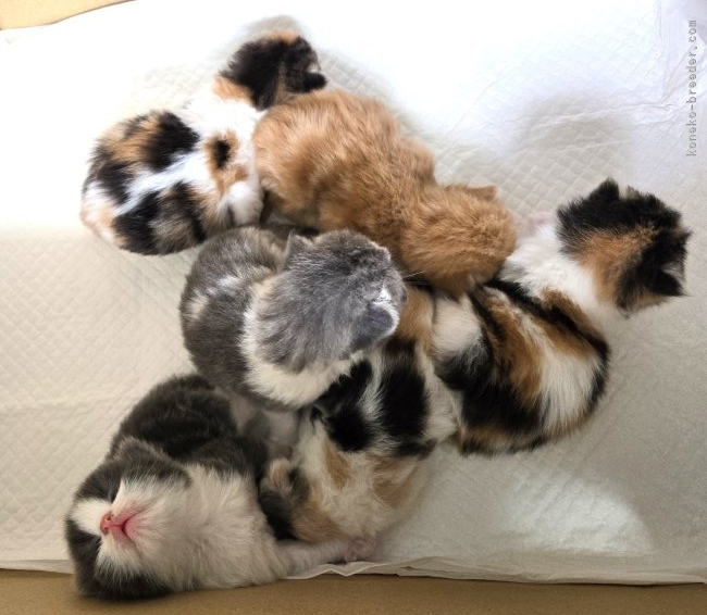 田中郁子ブリーダーのブログ：未来ちゃんベイビー達💕✨