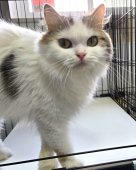 スコティッシュフォールド【・女の子・2023年5月12日・キャリコ】