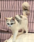 マンチカン【・女の子・2024年3月30日・キャリコ】