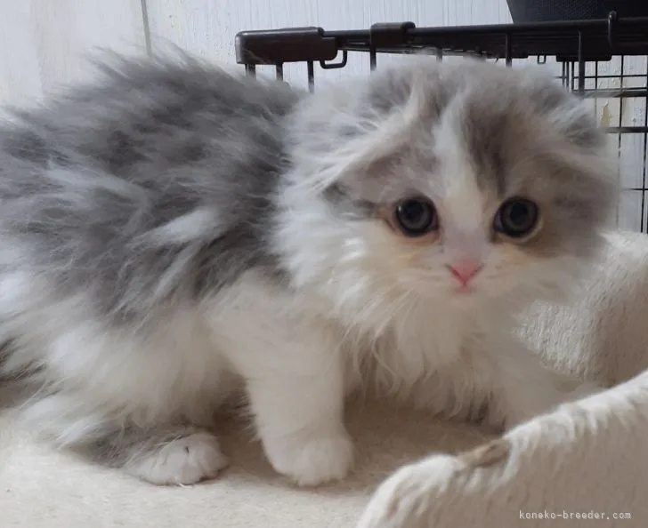 ID:2204-01783の子猫