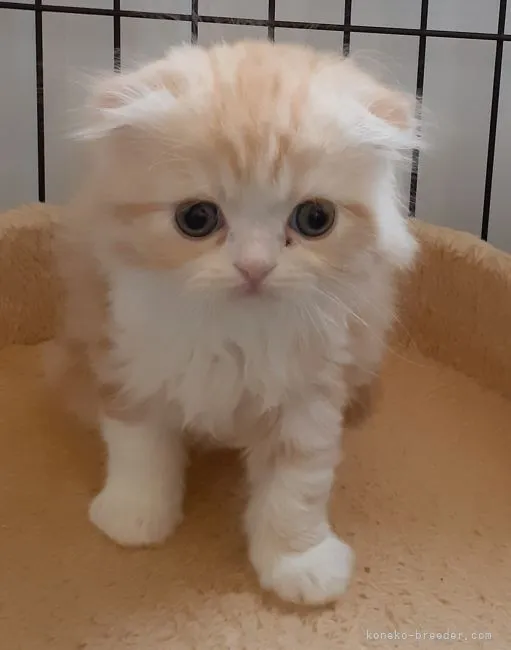 ID：2105-01101の子猫