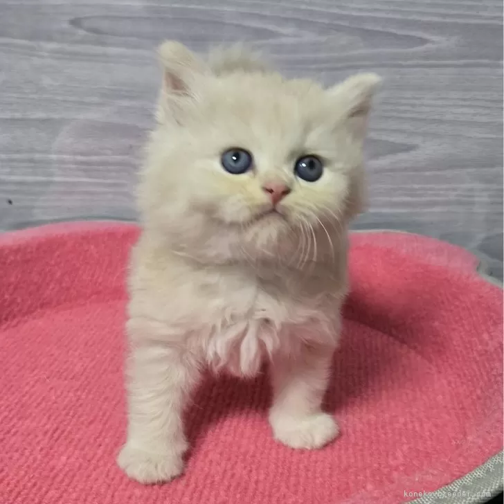 ID:2411-02250の子猫