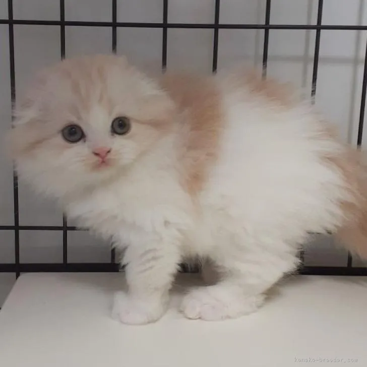 ID:2211-01122の子猫