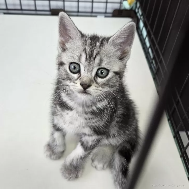 ID:2411-01911の子猫